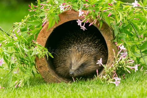 Hedgehog, Wild, Native, European Hedgehog in Natural Garden Habitat with Colourful Summer ...