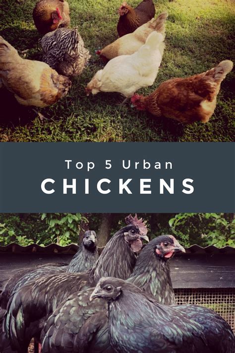 Top 5 Chicken Breeds for Urban Homesteads: A Guide to Choosing the Perfect Chicken for Your ...