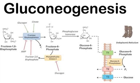 Gluconeogenesis Pathway: Introduction, Steps, Regulation, and Function