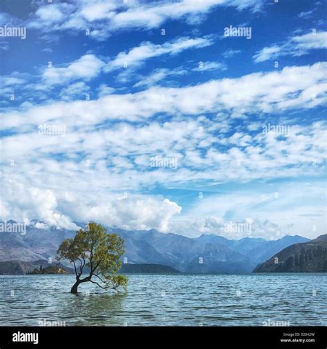 That Wanaka Tree Stock Photo - Alamy