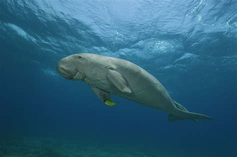 海の菜食主義の象、ジュゴンのすべて