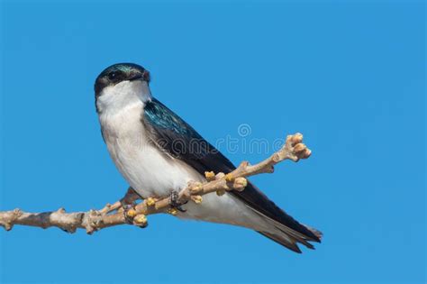 Tree Swallow - Tachycineta Bicolor Stock Photo - Image of outdoors, montanus: 204176710