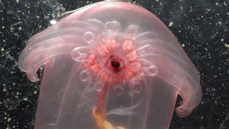 The Coolest Underwater Animals: The 15 Most Unusual Sea Creatures ...