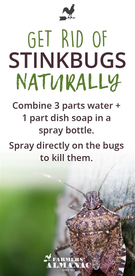 Stinkbug Spray! | Stink bugs, Garden pest control, Pest control