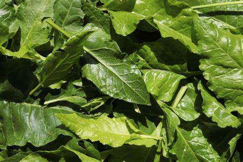 Bunch of spinach leaves 1410299 Stock Photo at Vecteezy