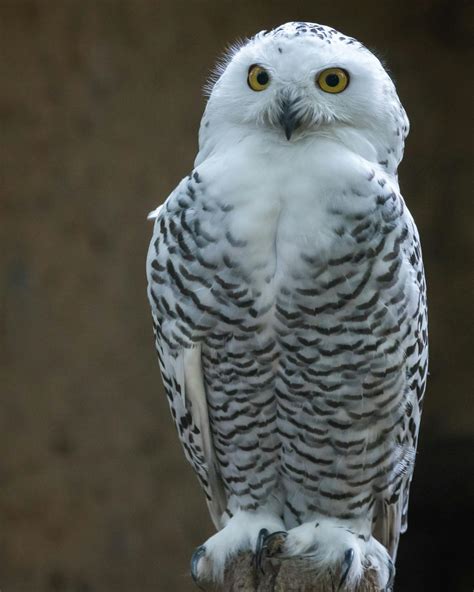 A Close-Up Shot of a Snowy Owl · Free Stock Photo