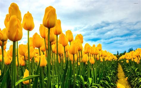 Field of yellow tulips wallpaper - Flower wallpapers - #34137