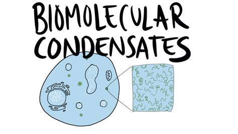 A quick intro to Biomolecular Condensates - YouTube