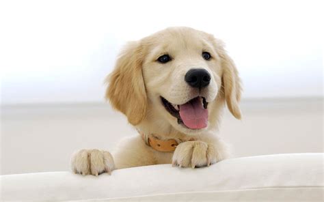 3840x2160px | free download | HD wallpaper: Happy Golden Retriver, yellow Labrador retriever ...