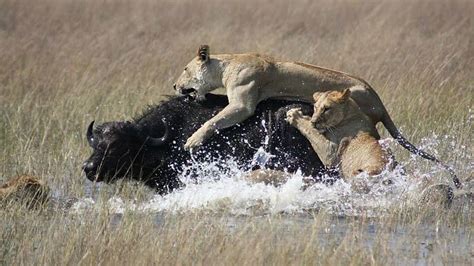 African lions, lion habitat, lion cubs