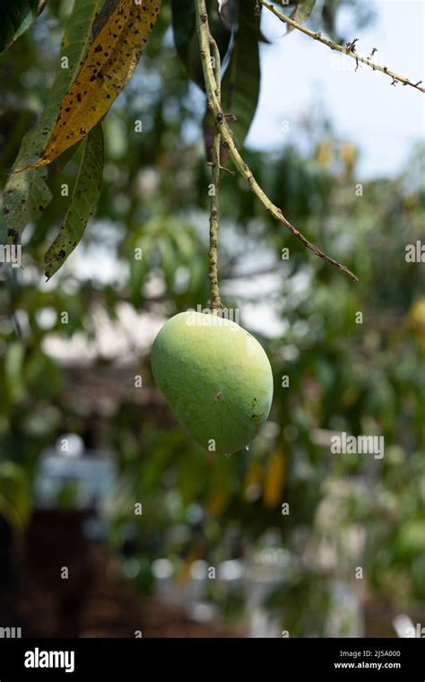 Mankurad mango hi-res stock photography and images - Alamy