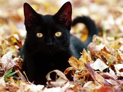 Black Cats Halloween - Why Are They Considered Bad Luck?