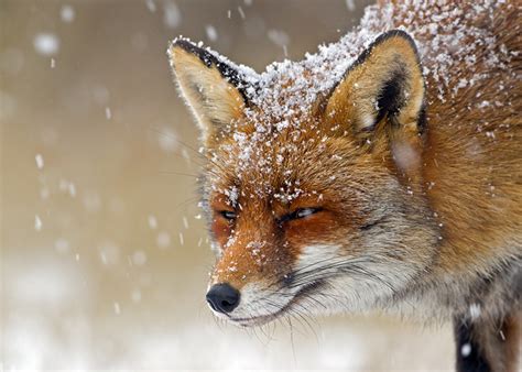 Fonds d'ecran Renards Neige Museau Animaux télécharger photo