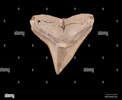 Fossil tooth from the upper jaw of a bull shark, Carcharhinus leucas. This tooth comes from the ...