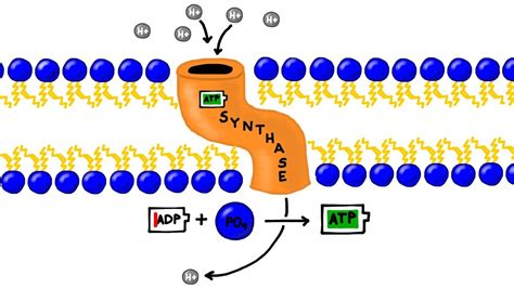 ATP Synthesis and Chemiosmosis in Photosynthesis - YouTube