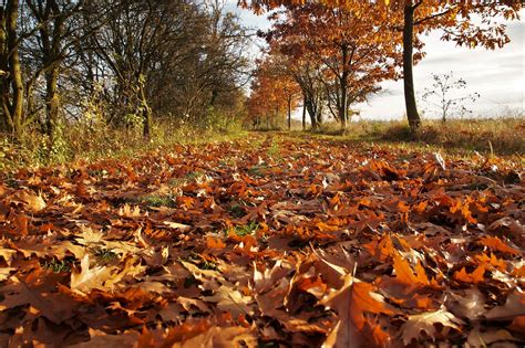 Don't burn leaves or brush in November - Farm and Dairy