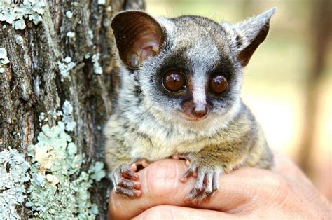 10 Cutest & Most Cuddly Exotic Pets