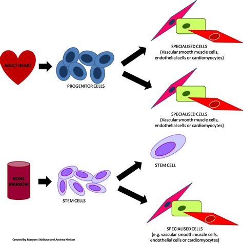 What is the Difference Between Hematopoietic Stem Cells and Progenitor Cells | Compare the ...