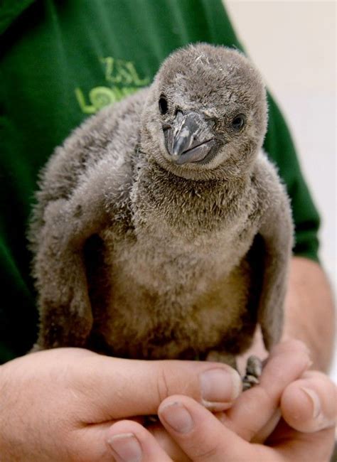 Check out these adorable baby Humboldt penguins being tickled, fed and ...