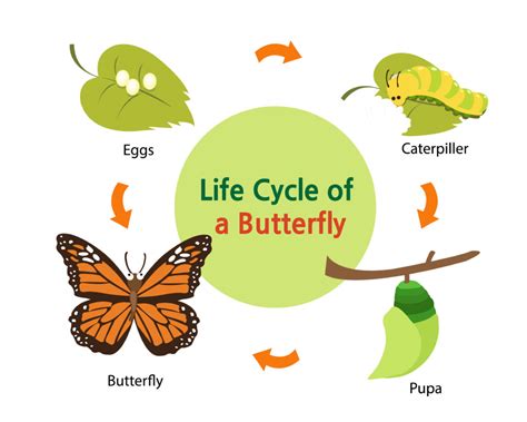 Butterfly Life Cycle Wheel