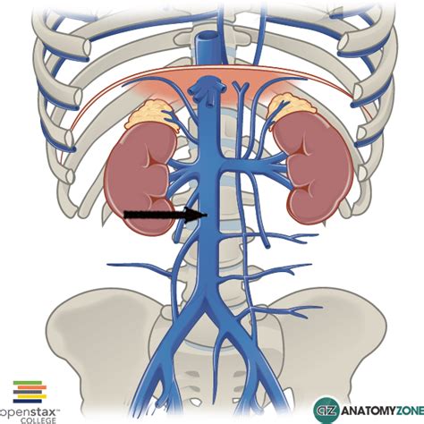 Inferior Vena Cava - AnatomyZone