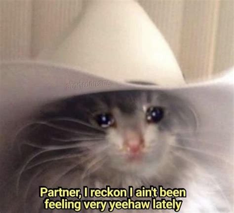 Howdy Partner Cat Meme Discounts Sales | americanprime.com.br