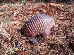 Scriblets: Armadillos & Leprosy