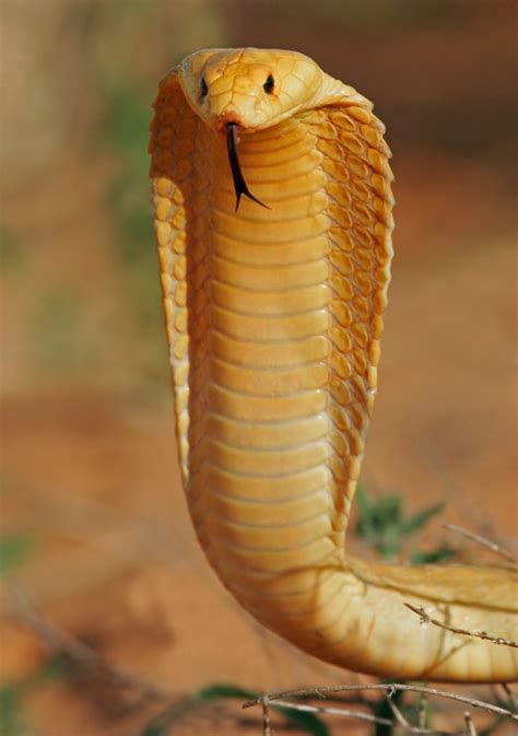 See and Know: Most Venomous Snakes in the World