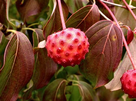 Species Spotlight: Kousa Dogwood | West Virginia Botanic Garden