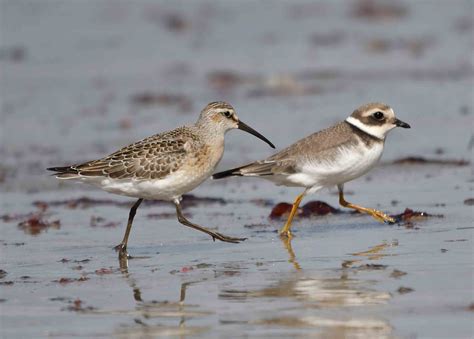 Curlew Sandpiper by Richard Mills - BirdGuides