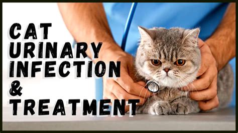 Cat Urinary Infection & Treatment - YouTube