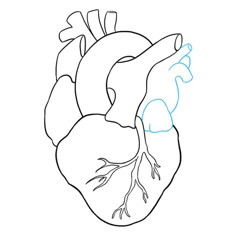 Anatomical Heart Drawing