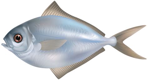 Grey Butter Fish PNG Clipart Image - Best WEB Clipart