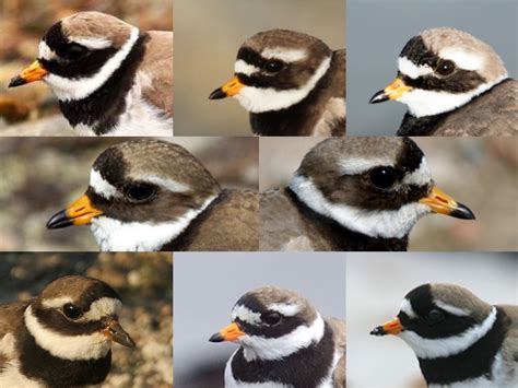 Birding Newfoundland with Dave Brown: Common Ringed Plover in North America: Records, Analysis ...