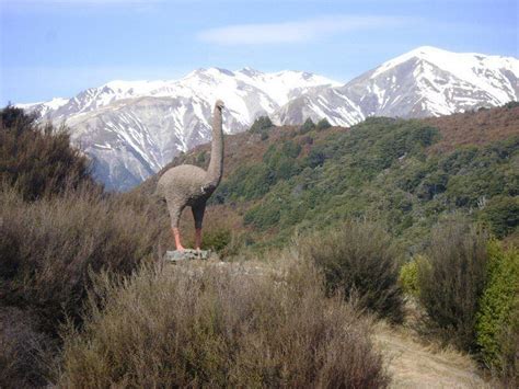 Moa Bird Thought Extinct for 500 Years | New Zealand Vacations