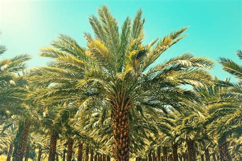 Plantation of date palm trees in israel. beautiful nature | Premium Photo