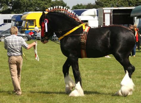 Pin by Rachel Olsen on shire horse | Draft horses, Horses, Shire horse