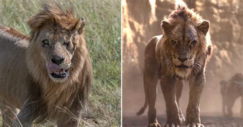 Real-Life Scar: One-Eyed Lion With Battle Scars Becomes Attraction ...