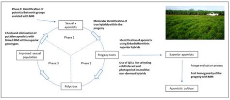 Genes | Special Issue : Molecular Basis of Apomixis in Plants