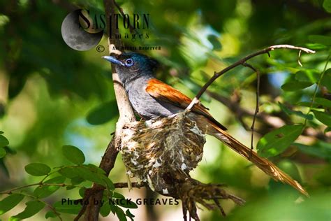 African paradise flycatcher (Terpsiphone viridis) at nest - Sasy Images