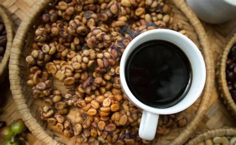 Kopi Luwak: el café más caro del mundo ¿Qué es en realidad?