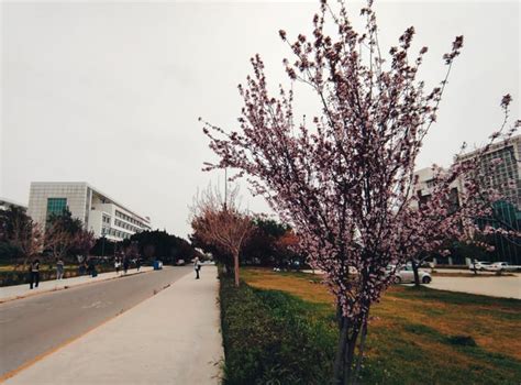 Spring in campus, Akdeniz University, Antalya. : r/Antalya