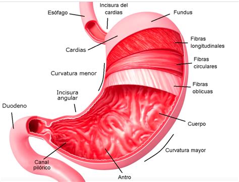 Pin en Biologia Primaria