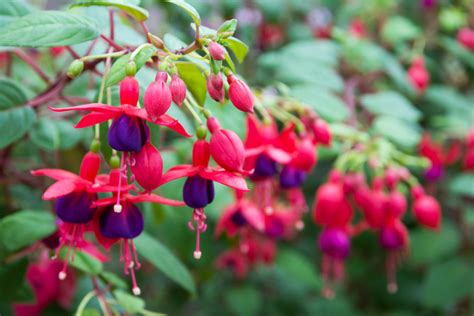 Fuchsien winterhart - So schützen Sie Ihre Pflanze