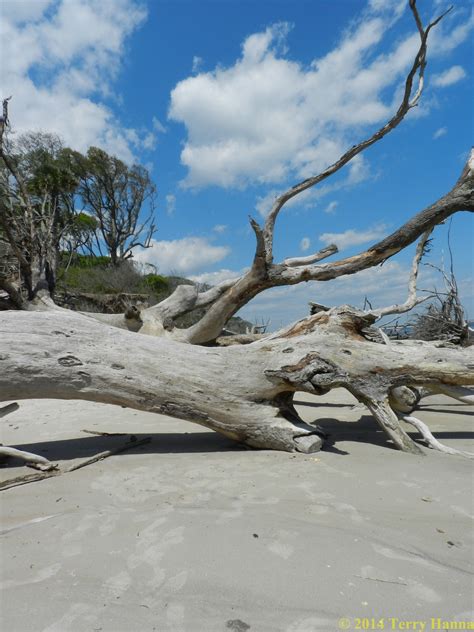 Boneyard Beach on BIg Talbot Island | Driftwood beach, Island, Photo