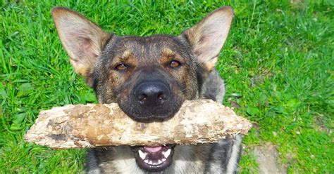 What You Don’t Know About Dog Training | Fearful Dogs