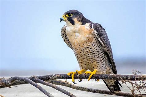 Peregrine Falcon - (Facts + Habitat + Diet) - Science4Fun