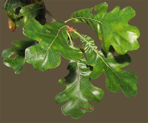 15 Types of Oak Trees in North Carolina - ProGardenTips