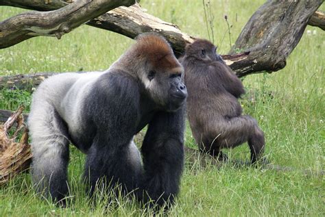 Gorillas | Gorillas in Løveparken, Givskud, Denmark. | Thomas Widmann ...