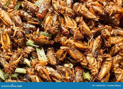 Thailand Fried Insects Placed on the Market Stock Photo - Image of crickets, close: 118452430